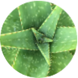 Aloe vera